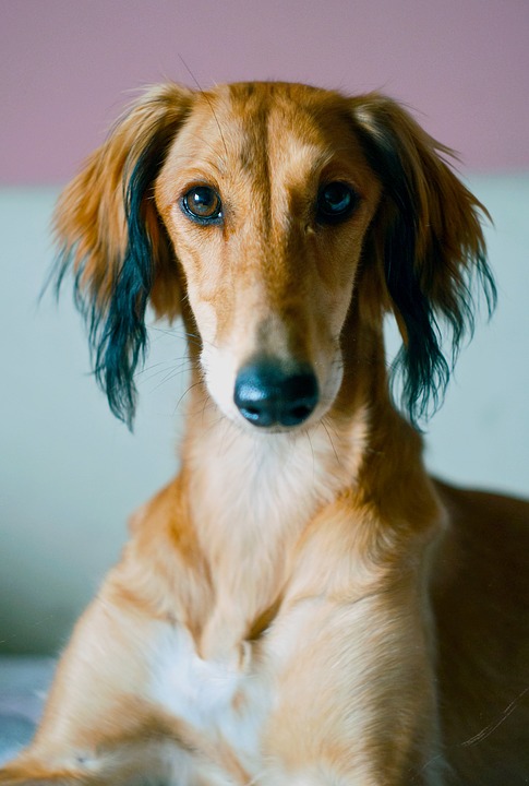 Animal Dog Hound Persian Hound Breed Saluki 3391806
