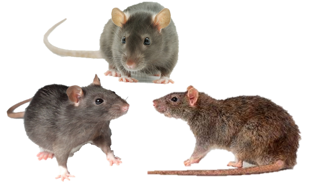 3patkany