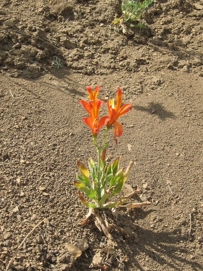 800px alstroemeria ligtu 1 wikipedia