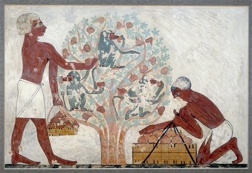 BM AESAr.623 BH KhnumhotepII baboons in the trees