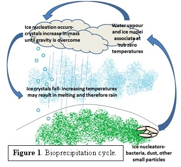Bioprecipitation cycle