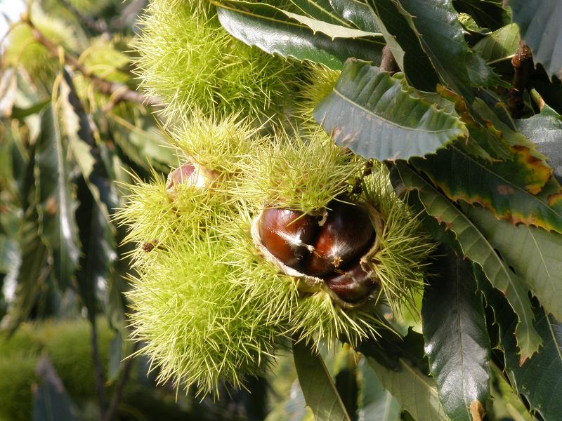 Fagales Castanea sativa