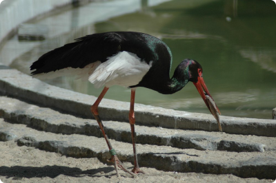 FeketeGolya CoconiaNigra