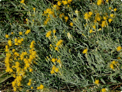 GyapjasOszirozsa AsterOleifoliusLamWagenitzHanspeter