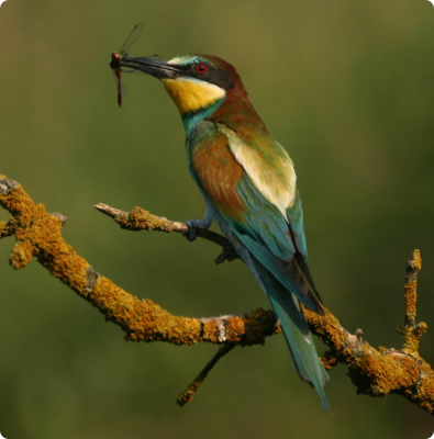 Gyurgyalag MeropsApiaster