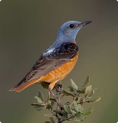 Kovirigo MonticolaSaxatilis