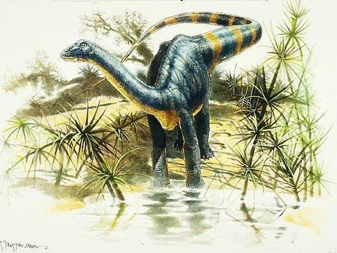 MayarosaurusDacus drawing2