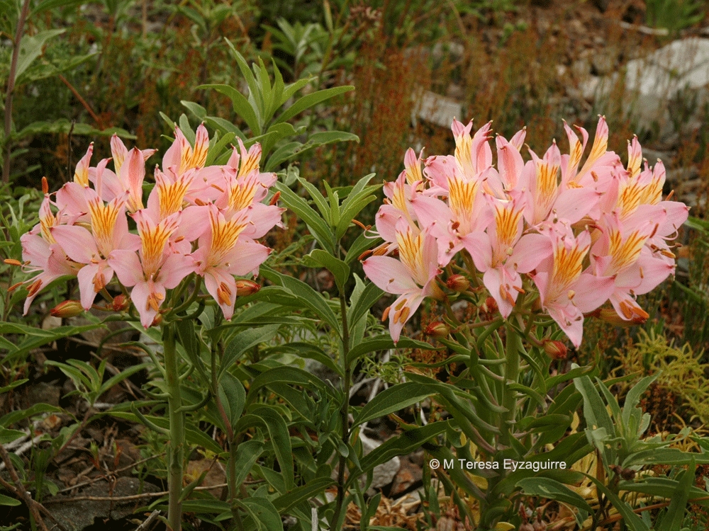alstroemeria ligtu ssp incarnata c del eno mte