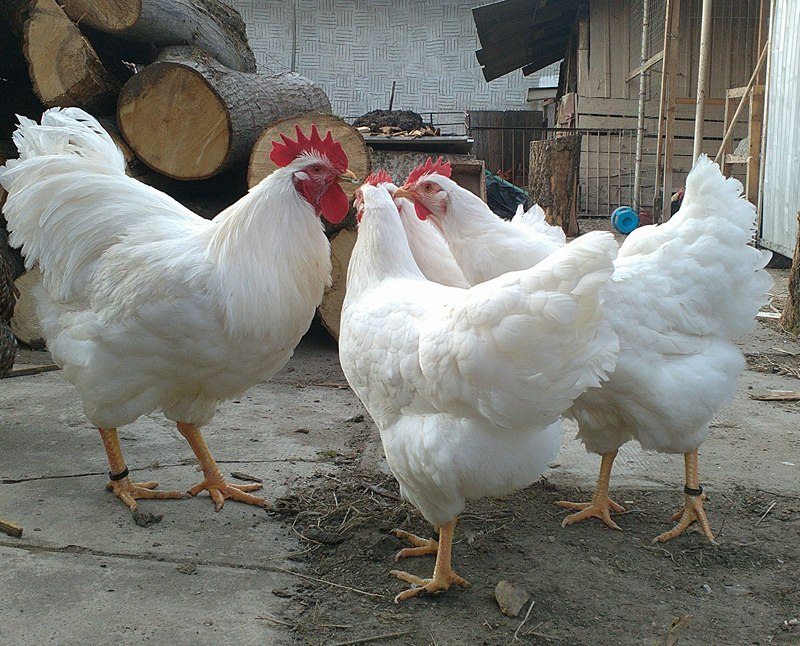 feher parlagi tyuk