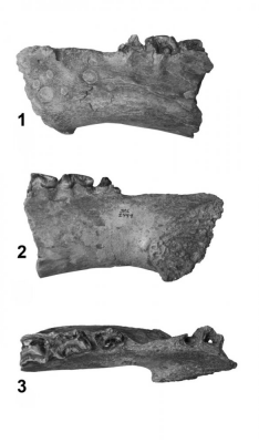 jaggermeryx naida anthracotheriidae