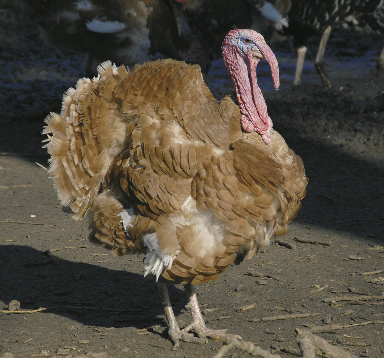 oshonos rezpulyka